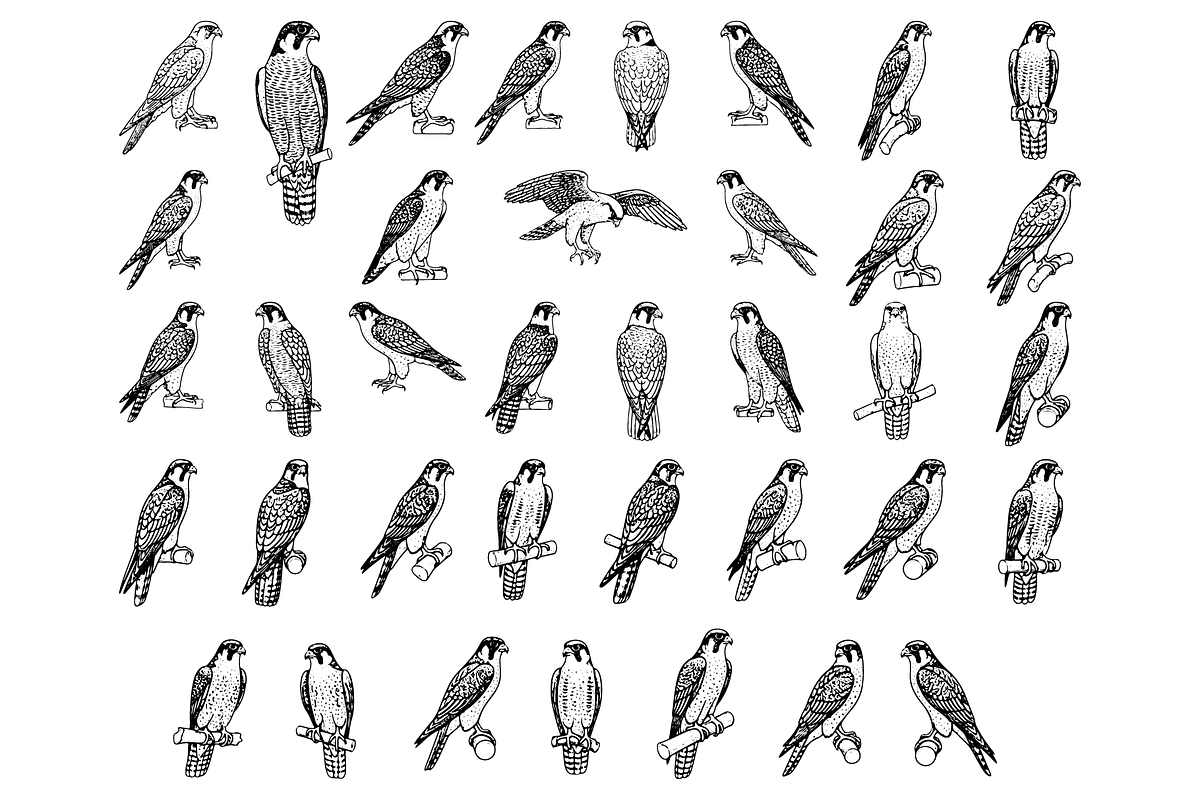 Falcon Engraving Illustration Set, an Object Graphic by RT Studio (Photo 3 of 4)