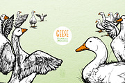 Geese - Hand Drawn Illustrations, an Animal Illustration by Andrea Tardivo (Thumbnail 4 of 4)