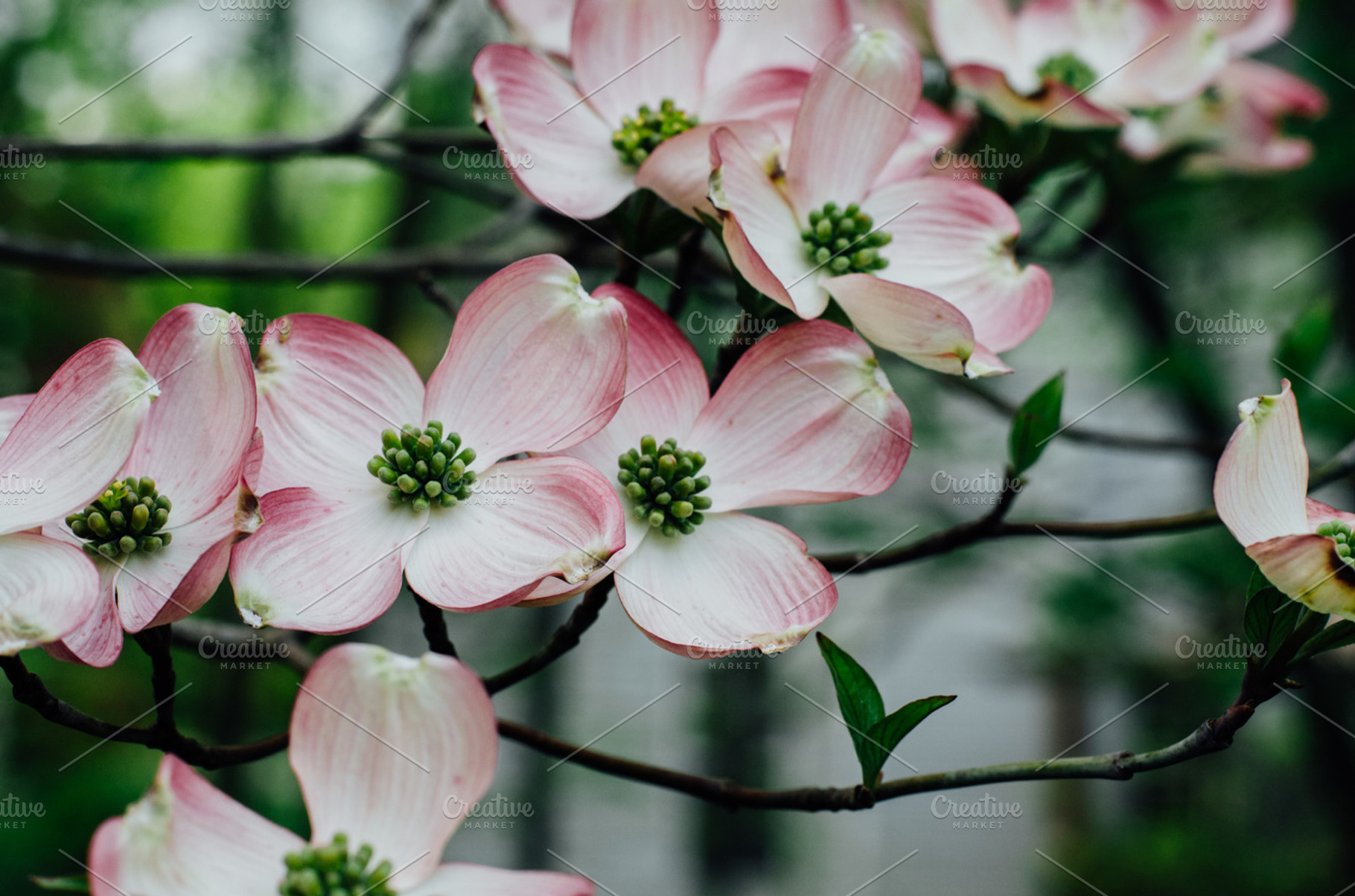 magnolia blooms, a Nature Photo by Lilly Lane Market