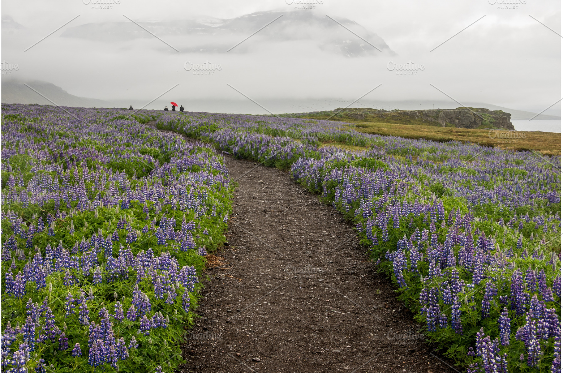 Path from the bird watching cliffs, a Nature Photo by Backyard Stock