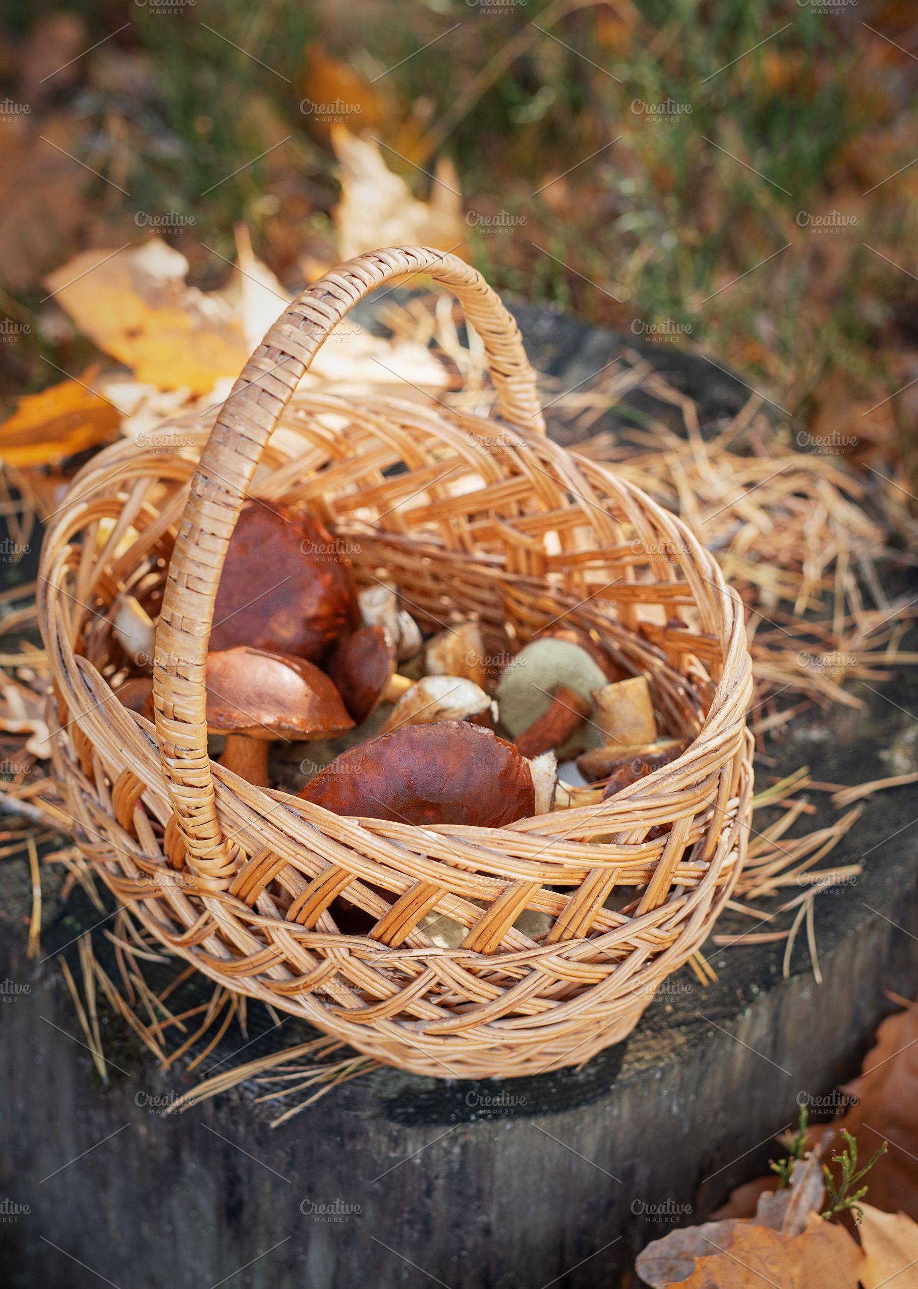 Basket of wild mushrooms foraging in autumn forest, a Food & Drink Photo by Olena Rudo