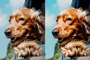15 Kodak Portra Lightroom Presets, a Preset Add-On by VividFrame (Thumbnail 8 of 10)