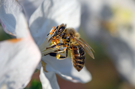 Close Honey bee collecting pollen from apple tree blossom, an Animal Photo by Byrdyak