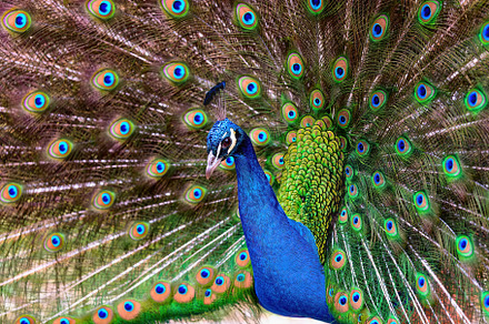 profile portrait of a peacock, an Animal Photo by Perpis
