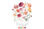 Watercolor Ranunculus Clipart Set, a Decorative Illustration by Patishop Art (Thumbnail 4 of 10)