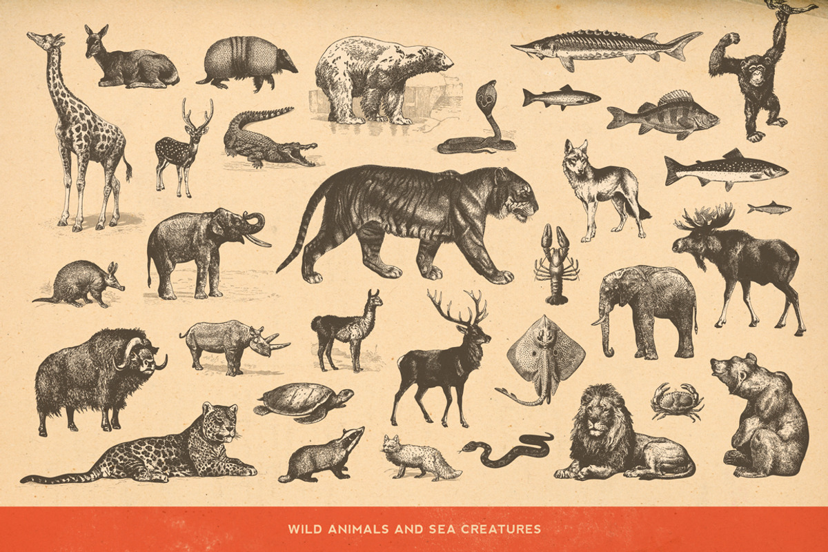 SALE! 100 Animal Illustrations, an Animal Illustration by Anja Kaiser (Photo 3 of 4)