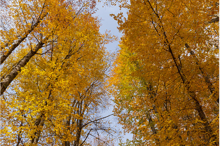 Peaks of autumn golden trees in a, a Nature Photo by irina.paley