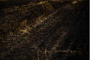 Burnt agricultural field showing, a Nature Photo by volodymyrshtun13795