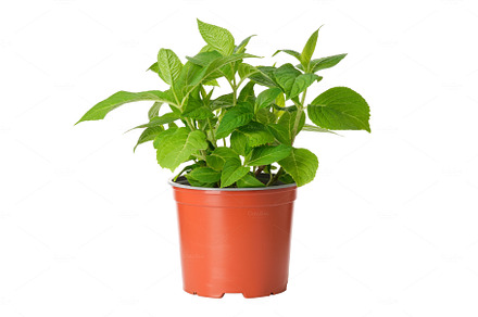 Hydrangea flower in a pot. Hortensia macrophylla - latin name of