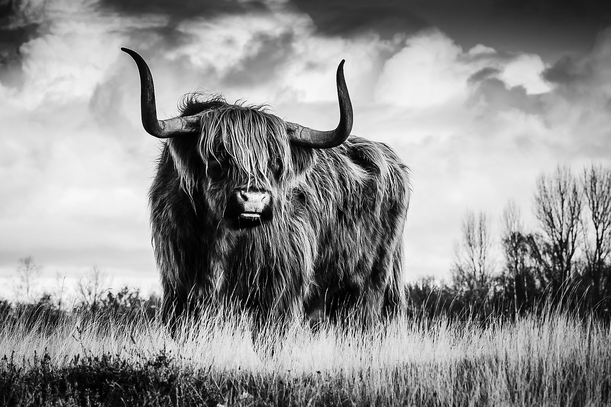 Black and White Lightroom Presets, an Action Add-On by Madison Colt Studios (Photo 3 of 15)