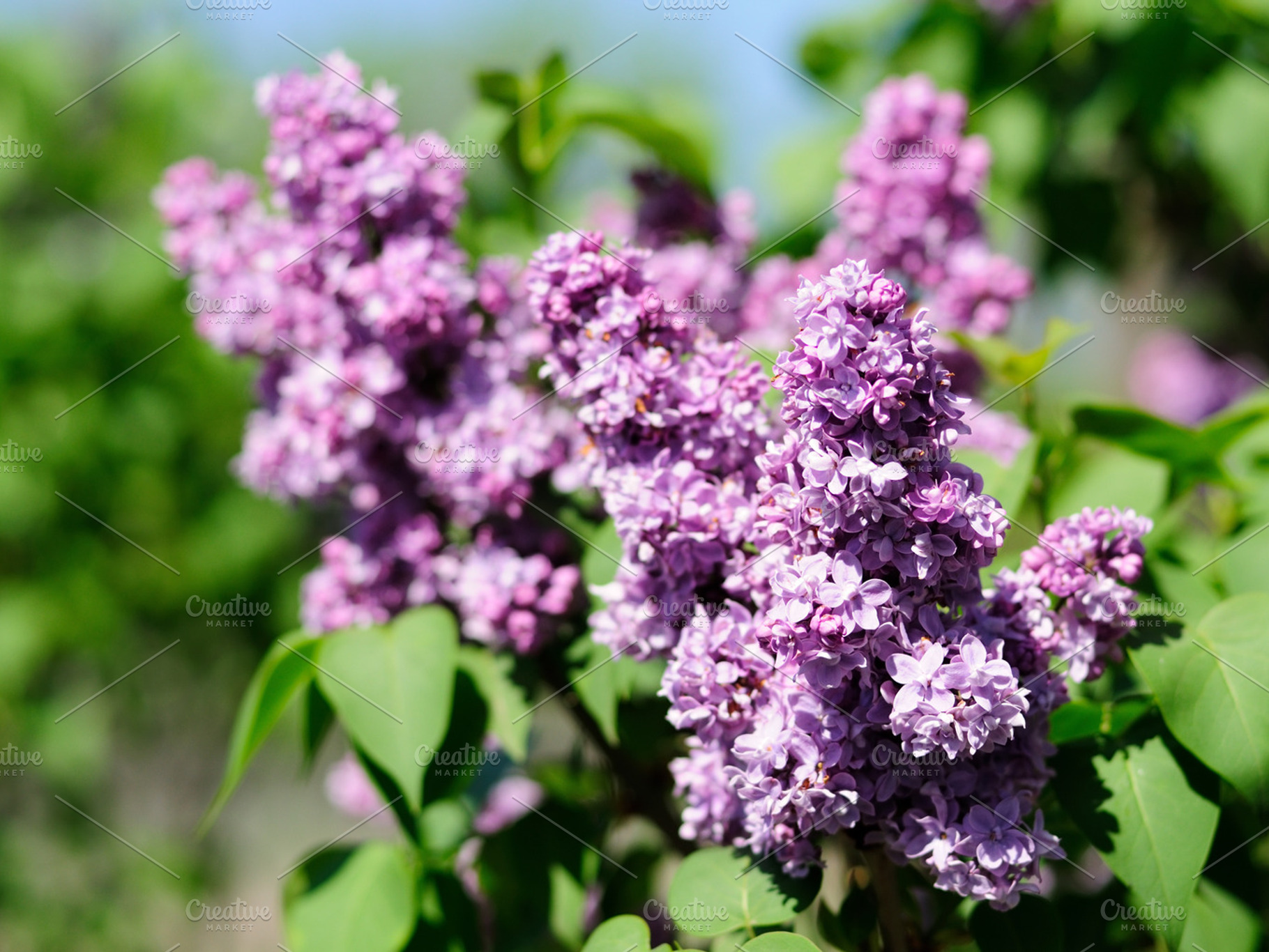 Lilac Flowers Containing Blossom Purple And Violet