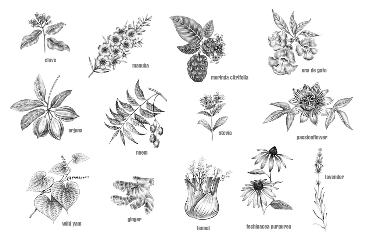 Set of medical plants., an Object Graphic by MarinaVorontsova (Photo 3 of 4)