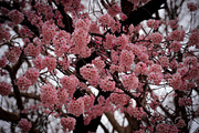 Japanese Cherry Blossom Photo Bundle, a Nature Photo by Silent Nature (Thumbnail 1 of 10)