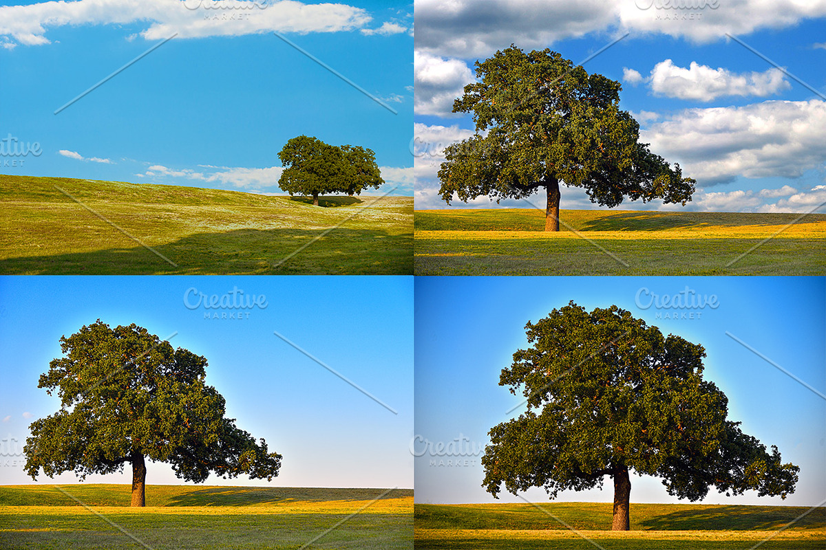 THE COUNTRY SIDE - Small Pack, a Nature Photo by KABSPHOTOGRAPHY (Photo 2 of 2)