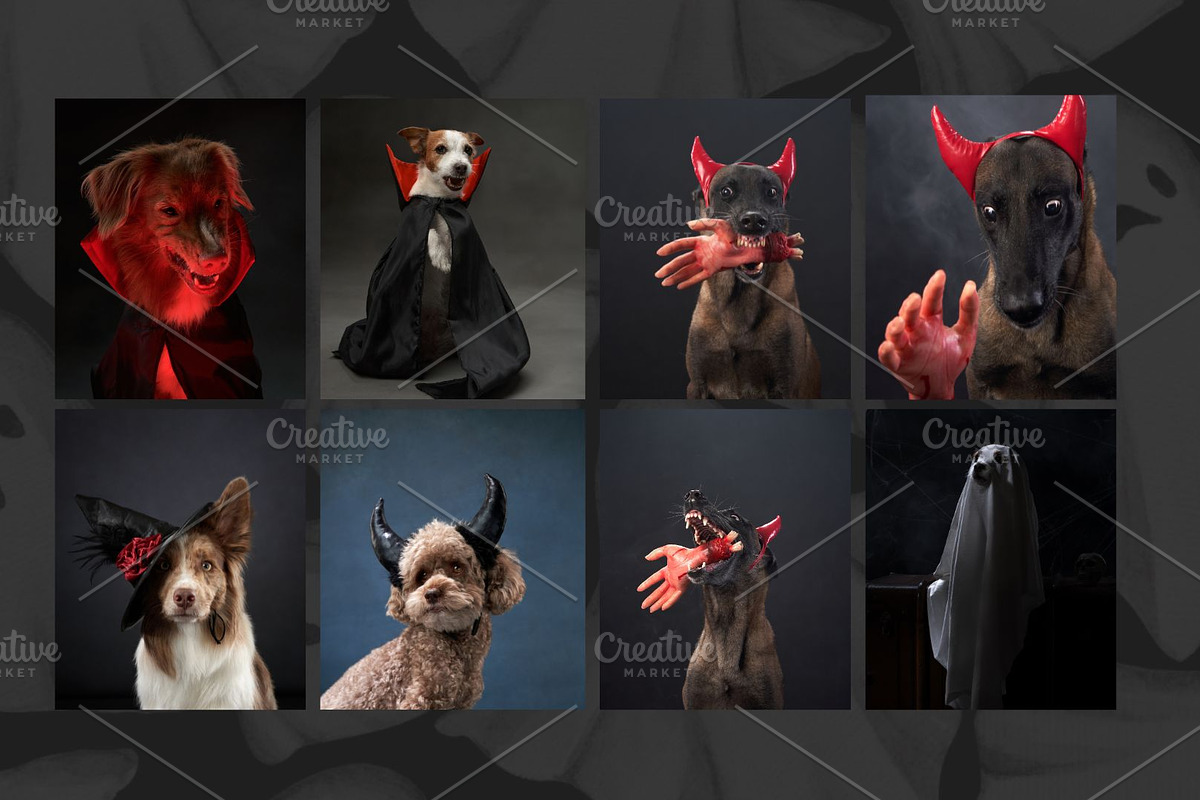 Trick or Treat Halloween Dog Photo, a Holiday Photo by Animalistica (Photo 2 of 4)