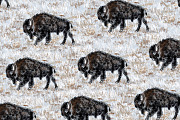 Snow Buffalo Wanderlust Collection, an Animal Illustration by Black Bunny Design Studio (Thumbnail 8 of 11)