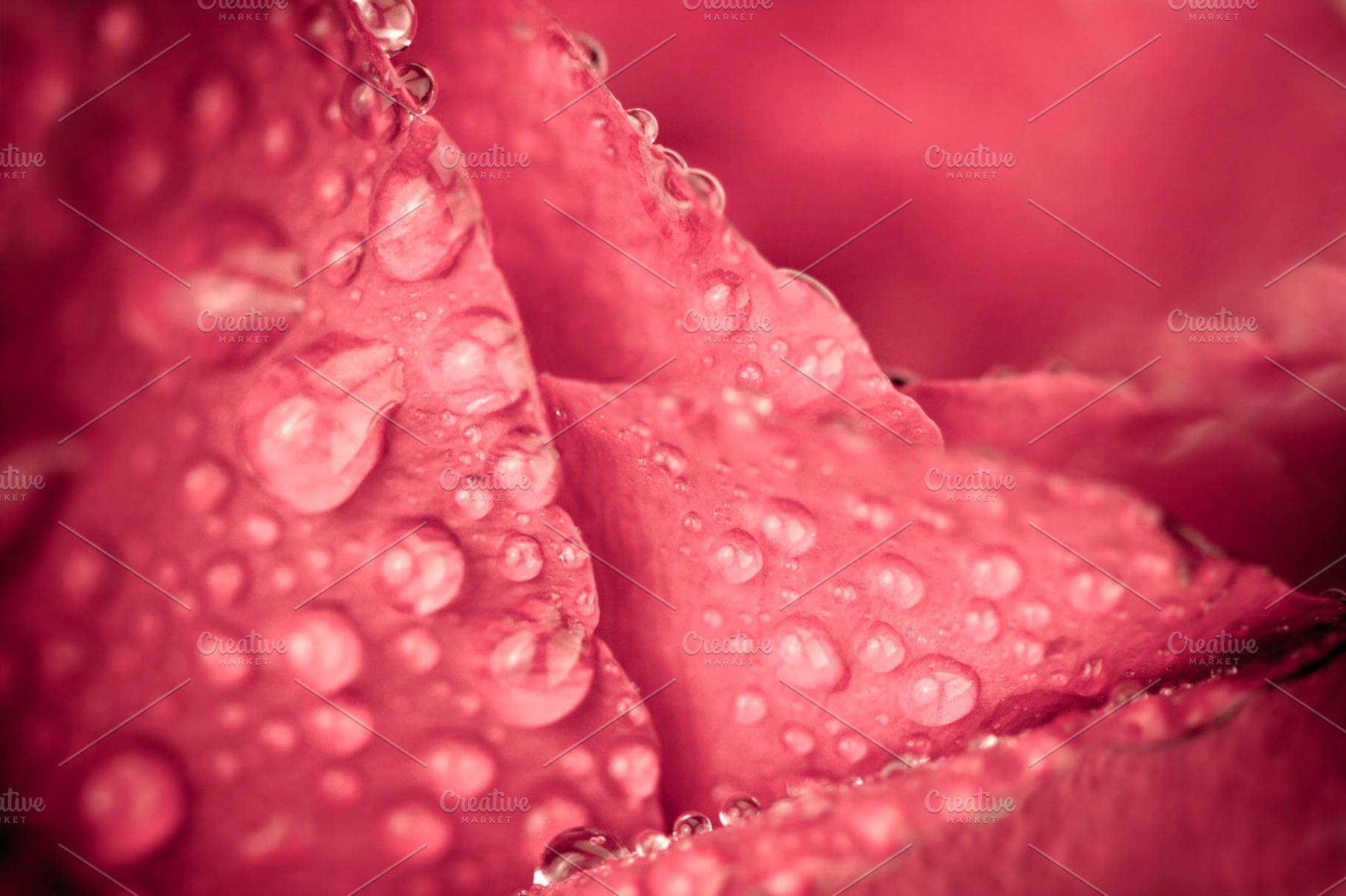 Red rose petal surface, an Abstract Photo by Cozine