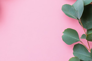 Green leaves on pink background, a Photo by Beautiful things