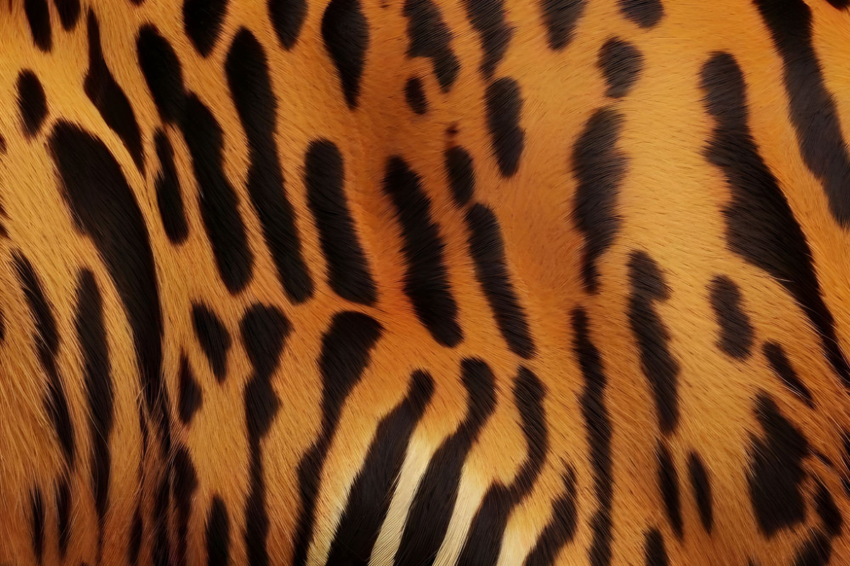 Safari Animals Skin Print Texture, a Graphic by UniqueMe (Photo 18 of 21)