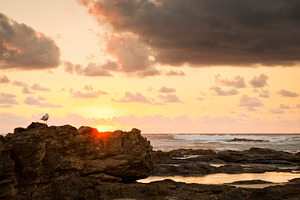 Sunrise Seagull On Rocks, a Nature Photo by THP Creative