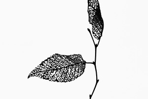Dead leaves featuring abstract, aging, and ink