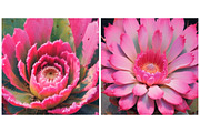 Succulent Floral Flower Nature, a Background Graphic by IrySha (Thumbnail 4 of 6)