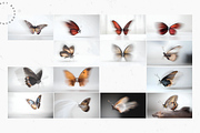 Jewelled Butterfly Collection, a Background Graphic by Lumeno (Thumbnail 2 of 7)