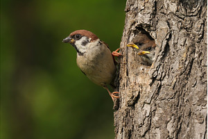 Tree sparrow holding on a bark of