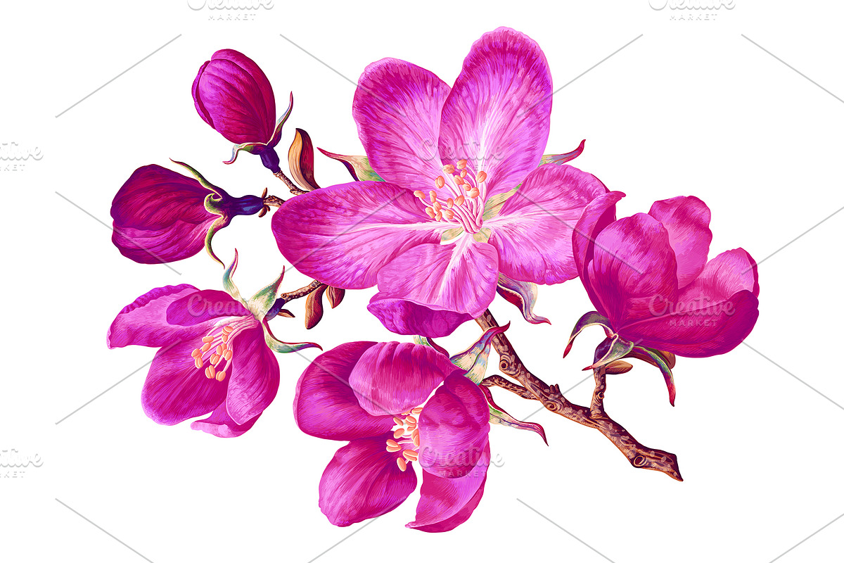 4 Apple Tree Flower Branches, an Illustration by MarynaPetrovska (Photo 5 of 14)