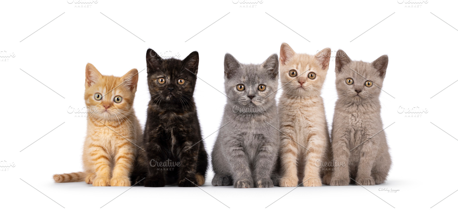 British Shorthair cat kittens on white, an Animal Photo by Cat'chy Images by Nynke