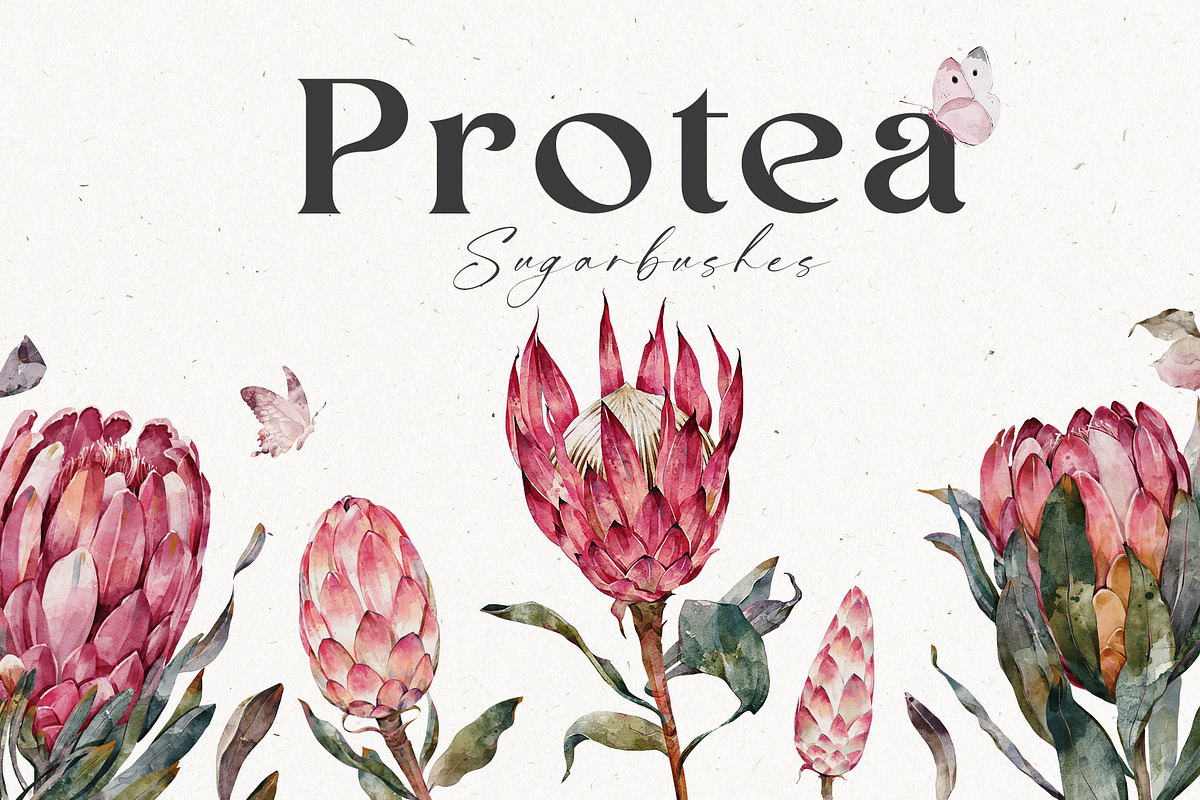 Watercolor Protea Floral Elements, a Decorative Illustration by Damian Roh (Photo 1 of 12)
