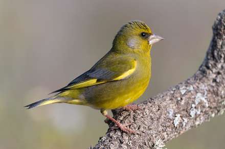 European Greenfinch, Verderón común