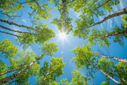 98 Trees view from below, a Nature Photo by Handmadefont (Thumbnail 80 of 98)