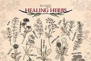Healing Herbs * Botanical Bundle, a Healthcare Illustration by Ink Stories (Thumbnail 3 of 13)