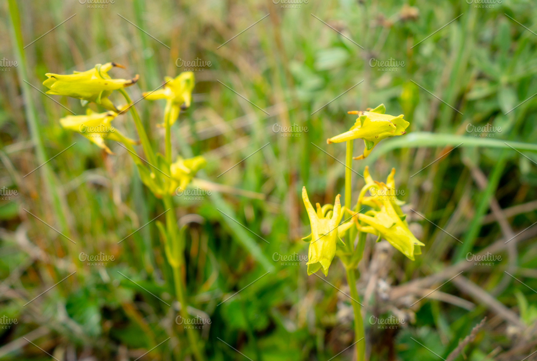Yellow orchid flower in the Andes mountains of Ecuador, a Nature Photo by GoodGoods