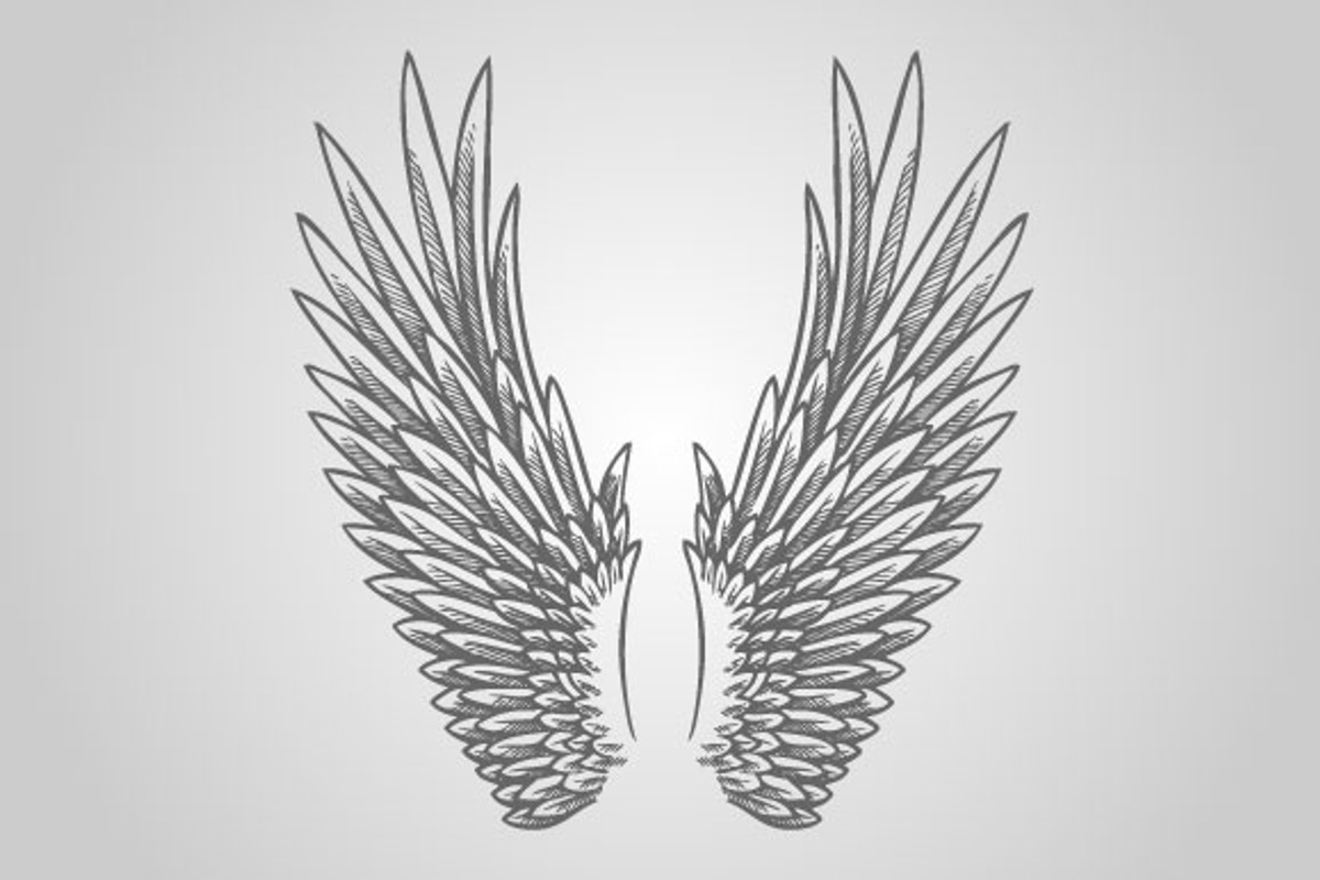 15 Wing Illustrations (Vector), an Animal Illustration by BIOWORKZ (Photo 2 of 5)