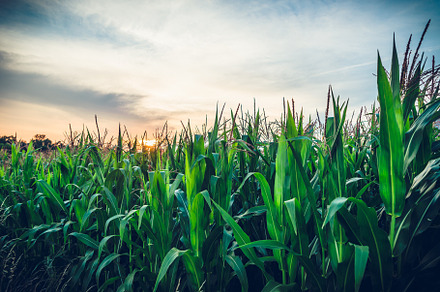 Green maize corn field plantation containing sky, season, and summer