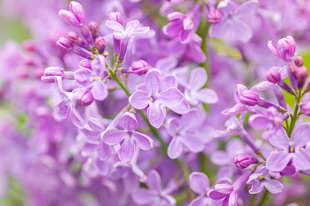 Close up of purple lilac flowers as, a Nature Photo by AlexBush