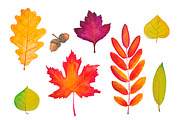Autumn leaves. Watercolor., an Illustration by Olga Bonitas (Thumbnail 3 of 5)