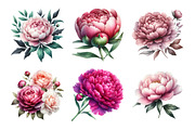 Peony Flower Clipart Bundle, an Illustration by Daily.Designs (Thumbnail 4 of 5)