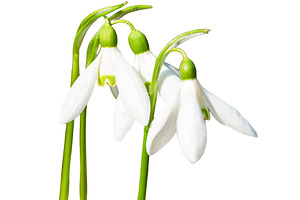 White spring flowers snowdrops, a Nature Photo by Vapi