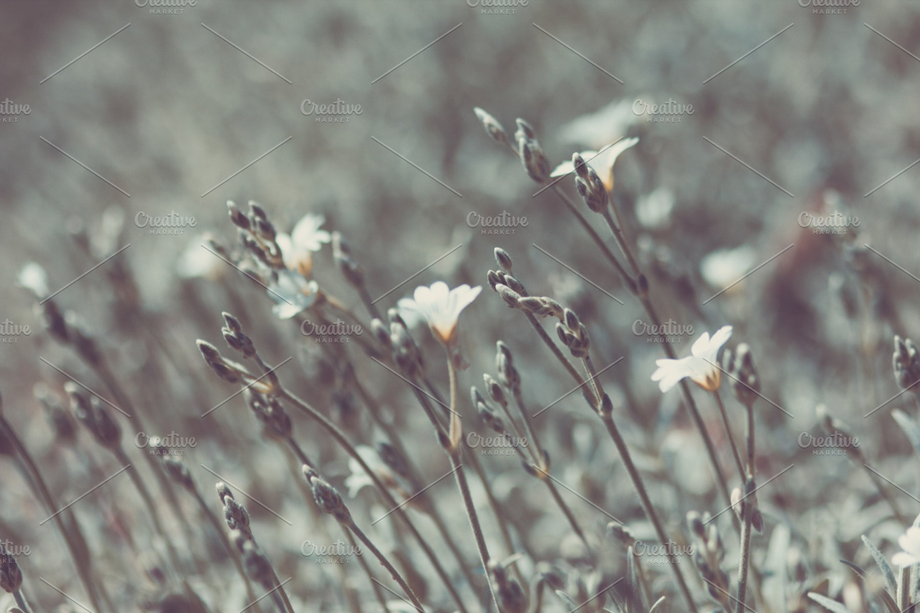 Silver Grass, a Nature Photo by Hombre-cz