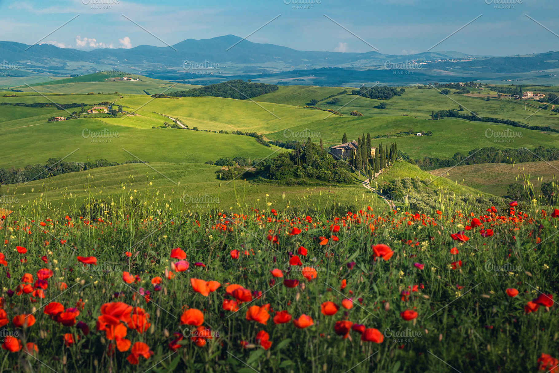 Fields with red poppies on the slope, a Nature Photo by Alpine Dreams