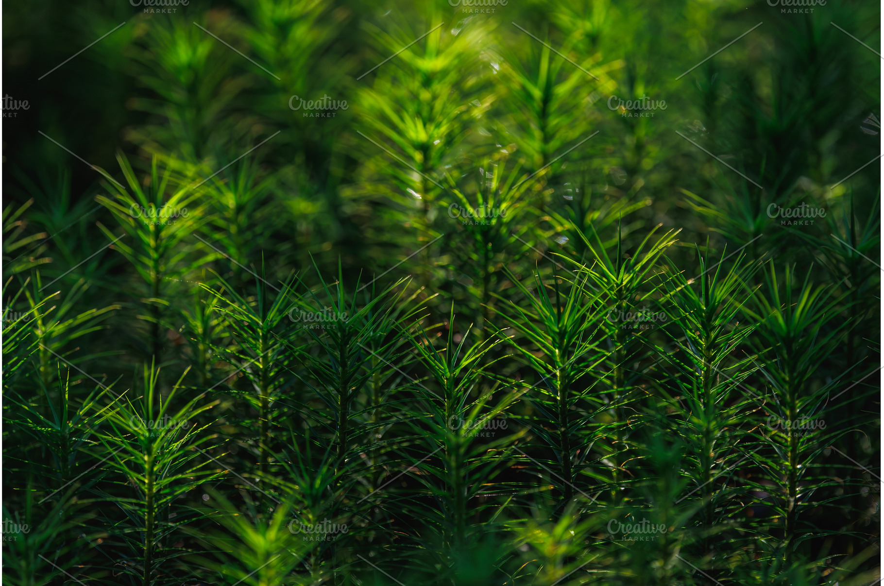 Green moss background in a sunlight, a Background Photo by Lukas Jonaitis SHOP