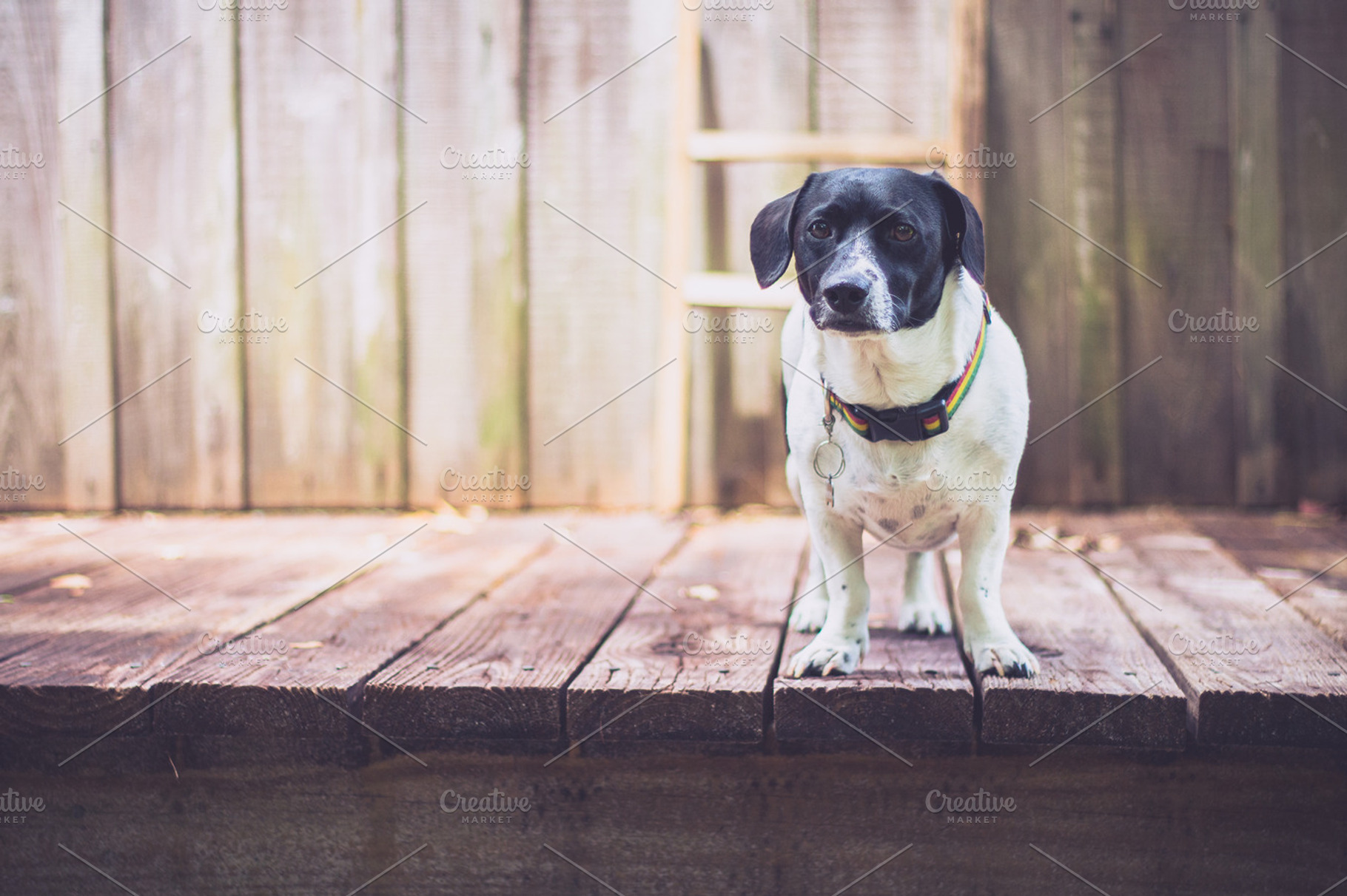 Dog Stands and Stares, an Animal Photo by Shots by Sleeven
