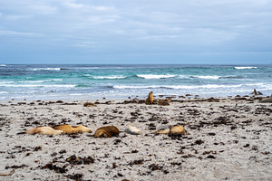 Sea lions resting on sandy beach at Seal Bay, Kangaroo Island, A, an Animal Photo by GoodGoods