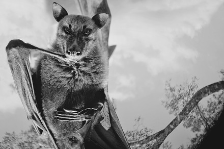 Giant fruit bat flying fox featuring mammal, animal, and fur