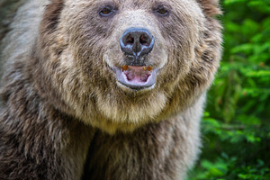 Brown bear with open mouth and visible teeth, standing in a natu, an Animal Photo by Byrdyak