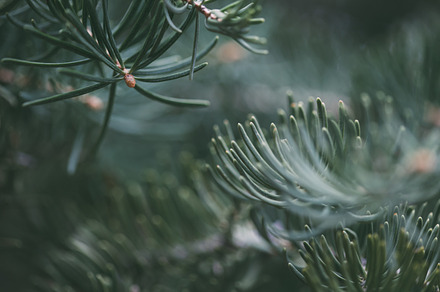 Pine Branches Closeup, a Nature Photo by MarkieAnn Photography