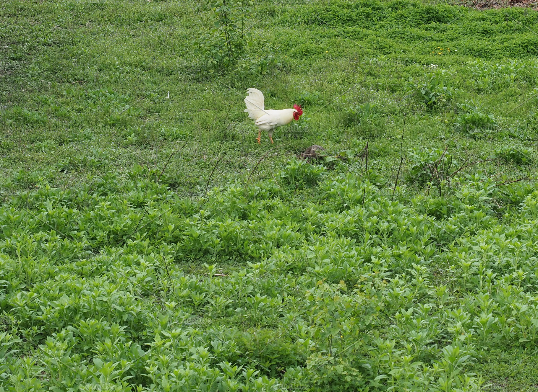 cock in grass, a Photo by WorldOfPhotos